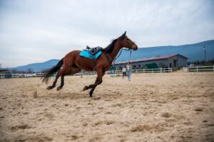Kalorienverbrauch beim Reiten: Was eine Stunde kostet