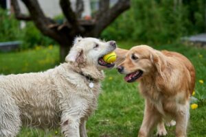 Kalorienverbrauch beim Hund richtig berechnen